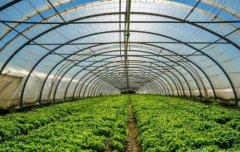 大棚蔬菜具體的銷路有哪些?能賺到錢嗎?